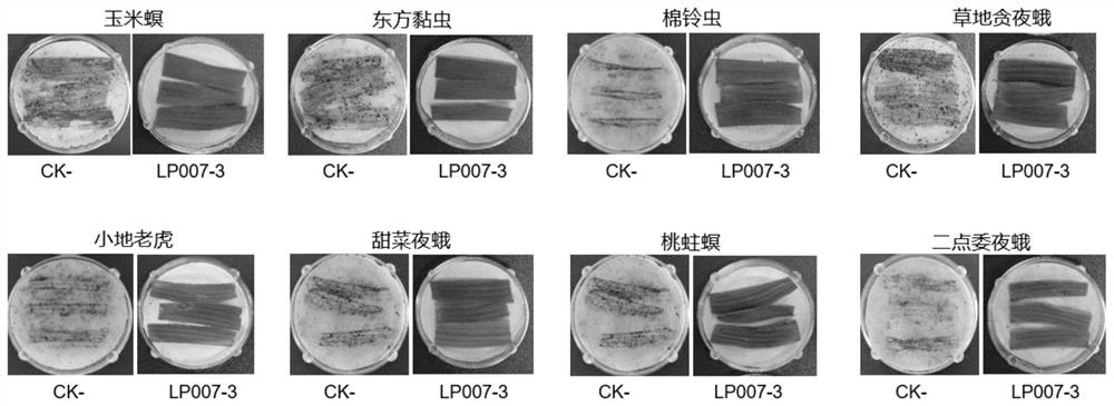 Transgenic maize event LP007-3 and detection method thereof