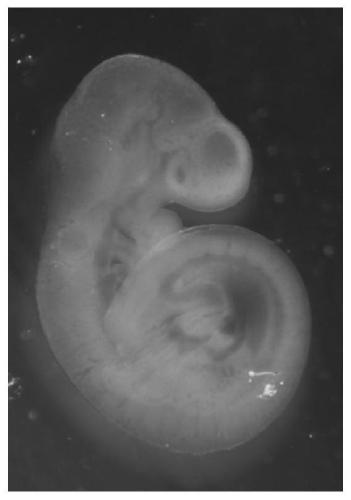 Reinforcing method for early embryo optical coherence tomography image contrast