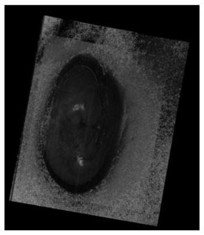 Reinforcing method for early embryo optical coherence tomography image contrast