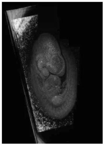 Reinforcing method for early embryo optical coherence tomography image contrast