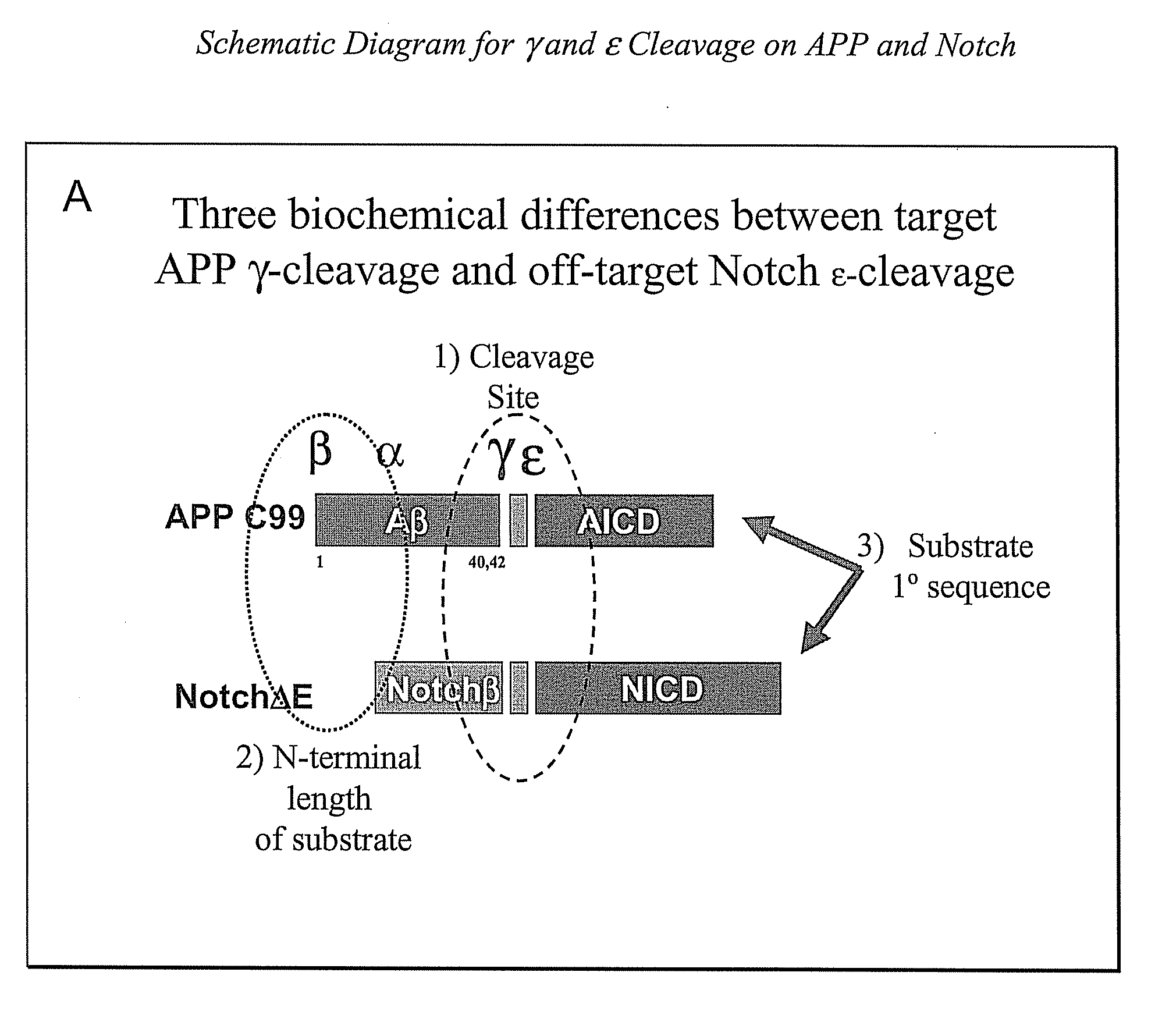 Triple Assay System for Identifying Substrate Selectivity of Gamma Secretase Inhibitors