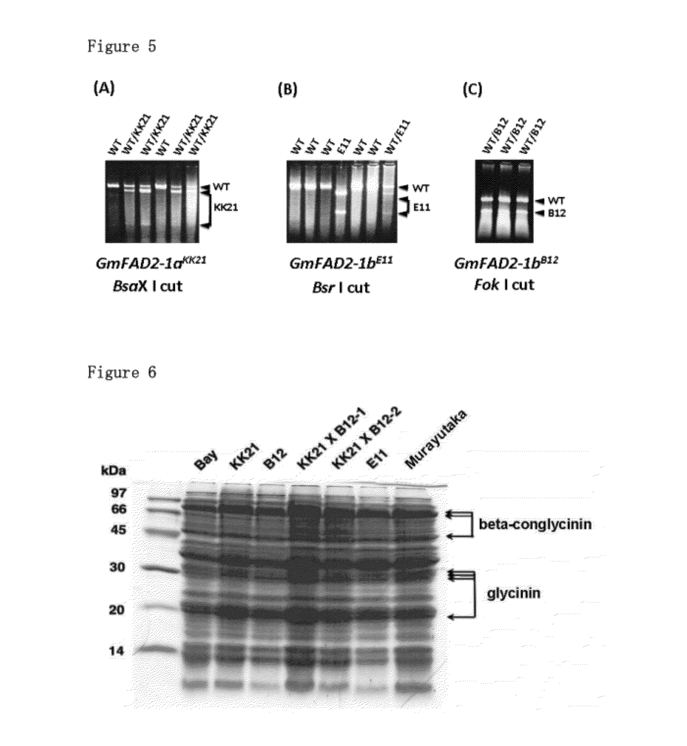 Mutation that increases the oleic acid content in soybean oil and responsible gene thereof