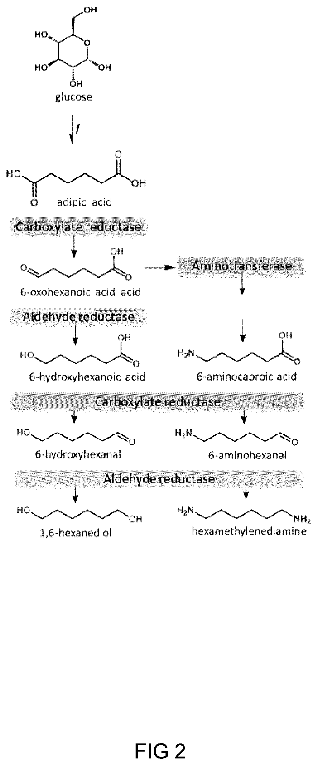 Process and microorganism for synthesis of adipic acid from carboxylic acids