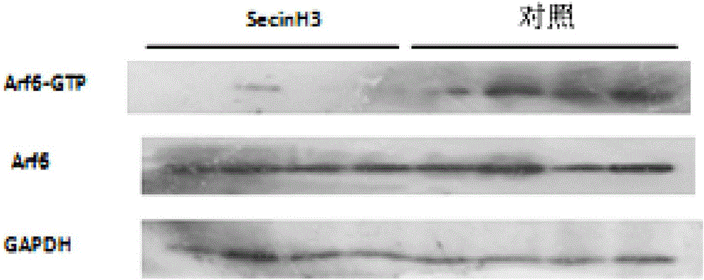 Application of SecinH3 to preparation of medicine for inhibiting gastric acid secretion