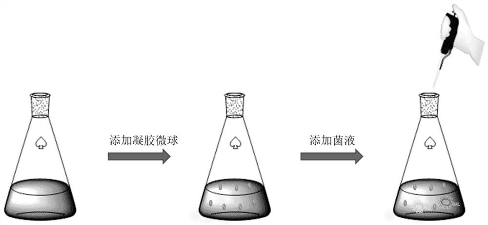 Preparation method of gel microorganism composite microspheres combining chemical repairing agent and microorganisms