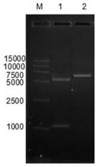 Acetyl xylan esterase gene as well as encoded product and preparation method thereof