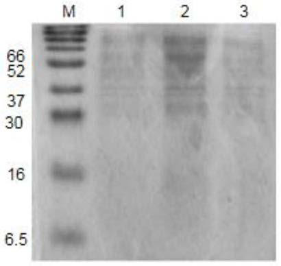 Acetyl xylan esterase gene as well as encoded product and preparation method thereof