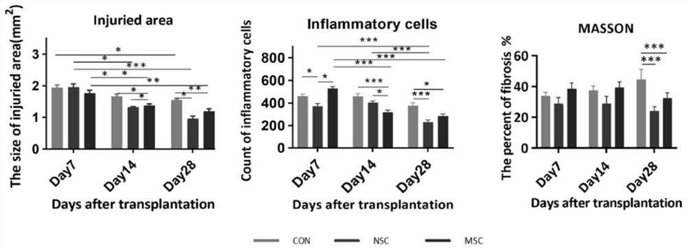Application of neural stem cells combined with umbilical cord mesenchymal stem cells in spinal cord injury
