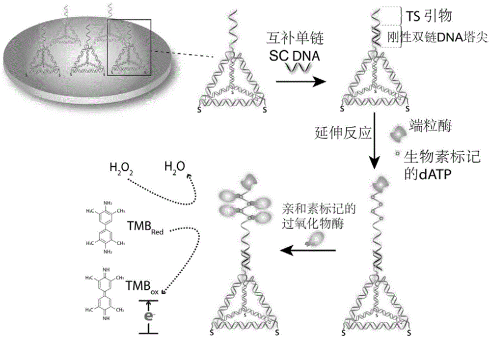 Spire Tetrahedral DNA Nanostructured Probe and Electrochemical Detection of Telomerase