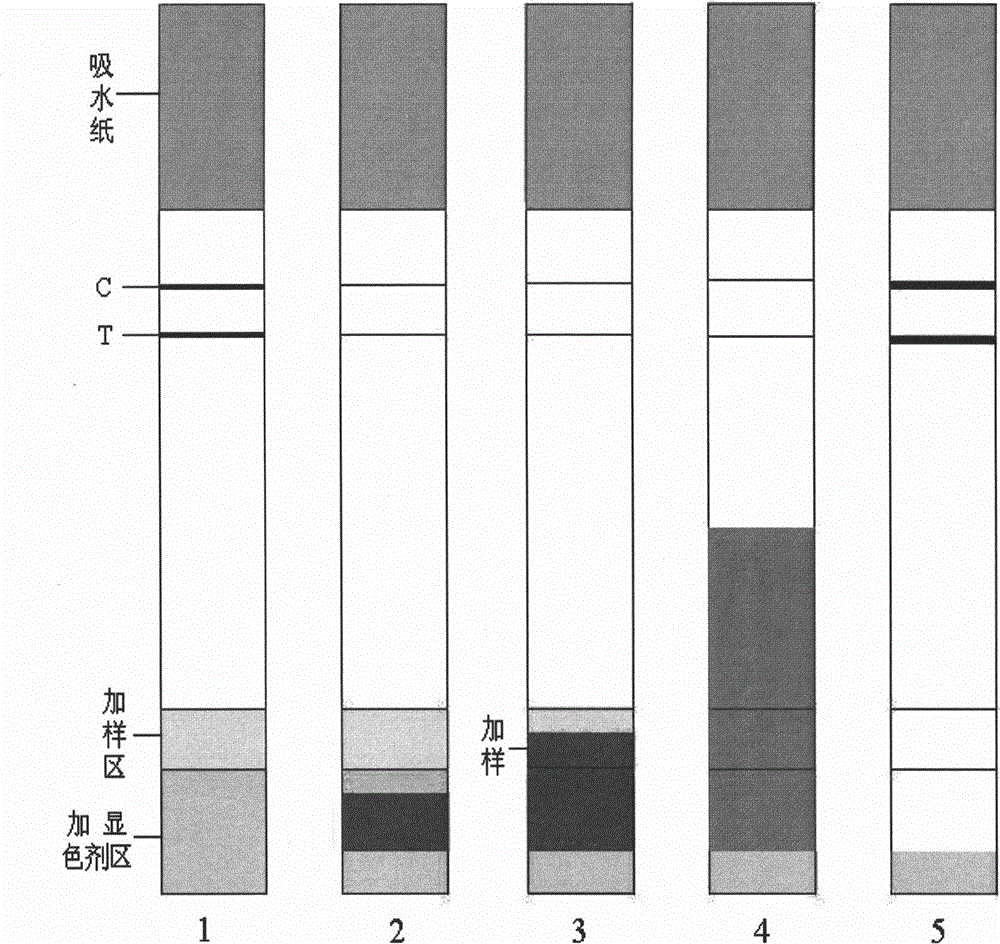 Immunochromatography assay and device taking color-developing agent as sample carrier and capable of repeated sample adding