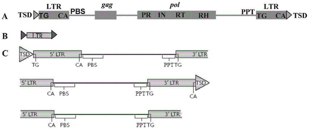 A method for batch detection of ltr-retrotransposons in plant genomes