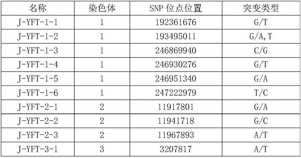 SNP (single nucleotide polymorphism) marks of Yuxi fat-tailed sheep as well as screening method and application of SNP marks