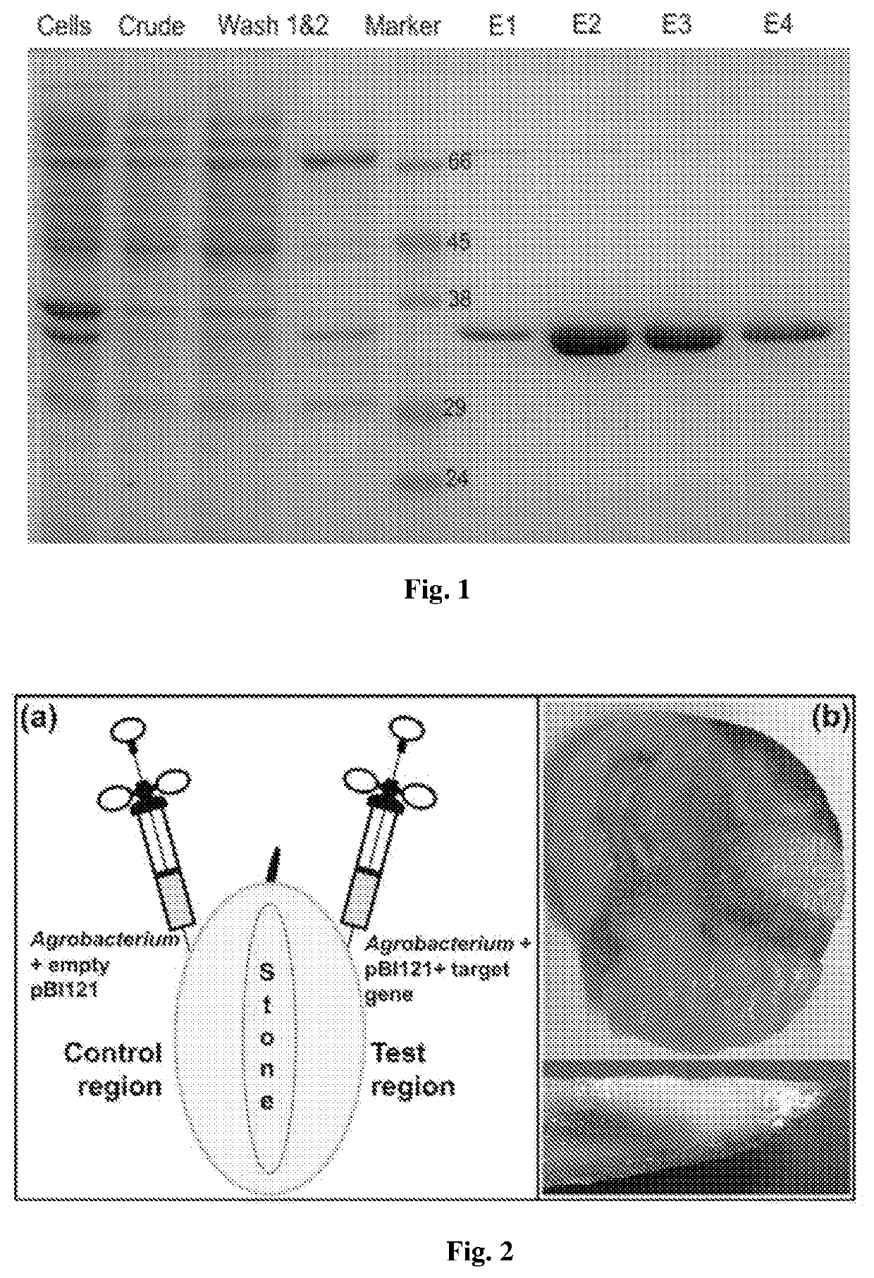 Recombinant polynucleotide involved in lactone synthesis and process for synthesis of lactones thereof
