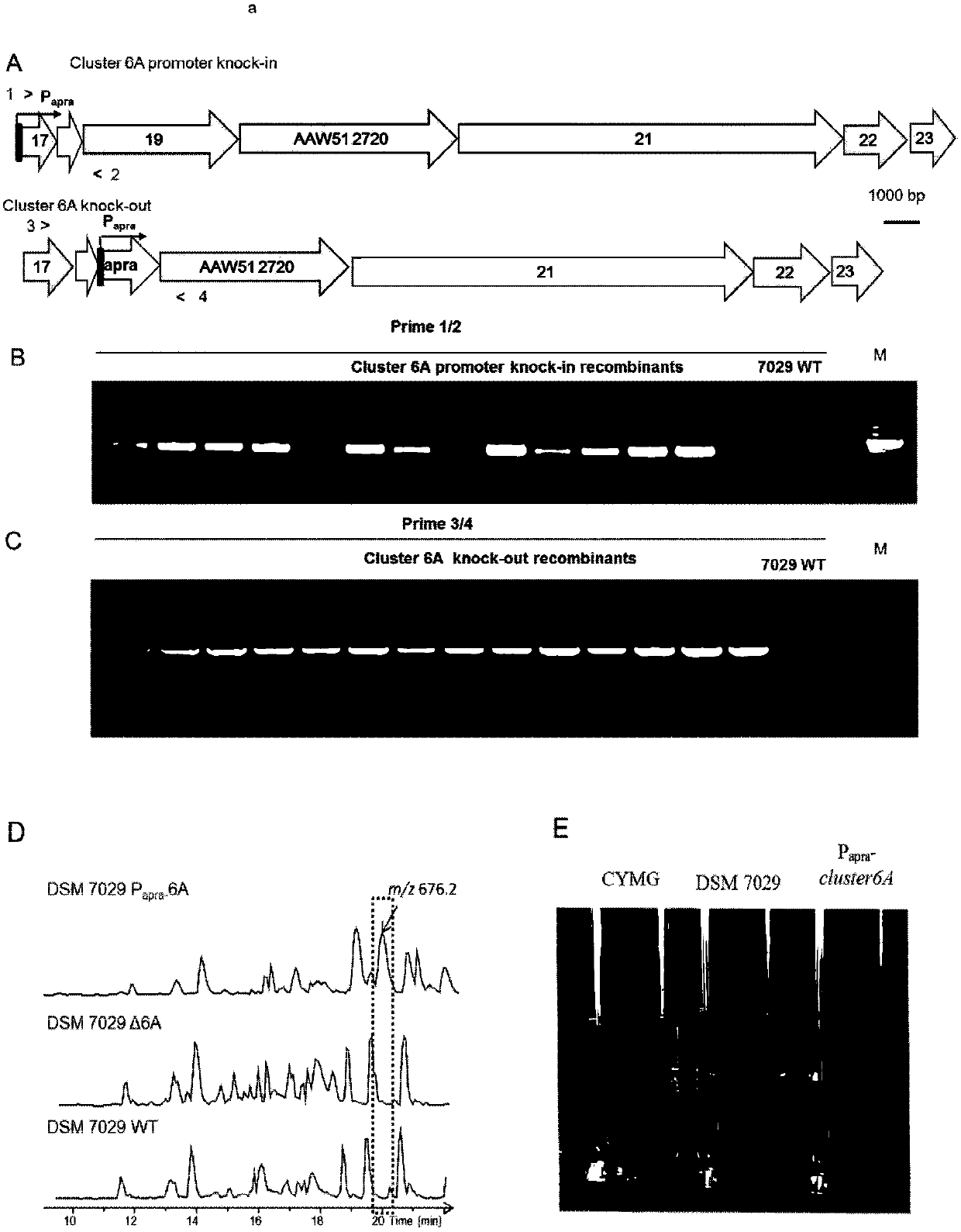 A group of homologous recombinases, expression vector and applications thereof