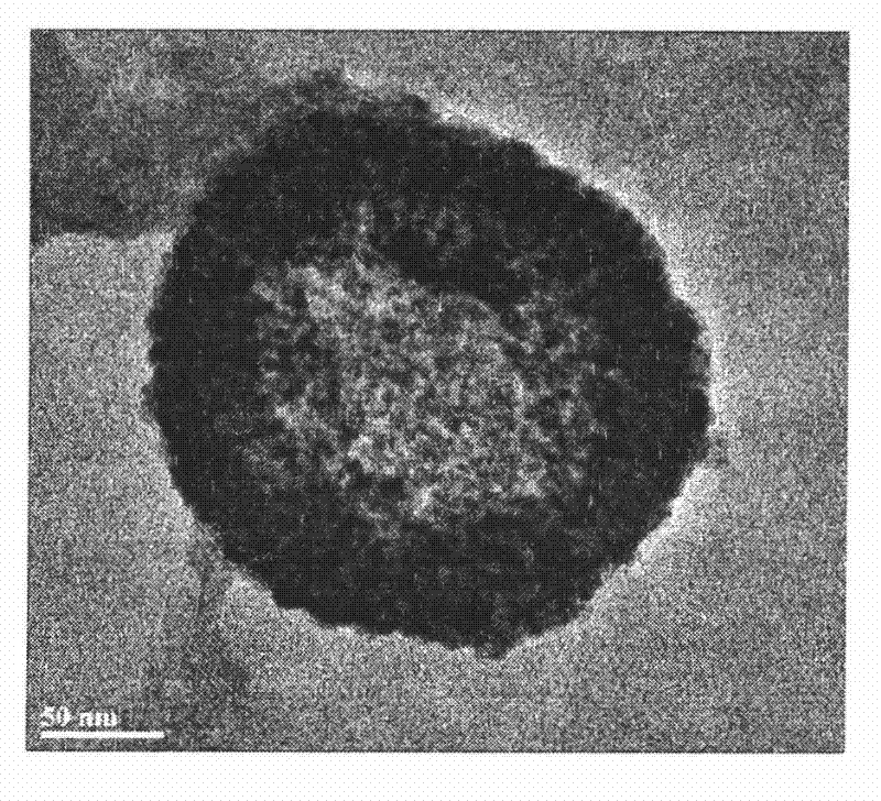 Preparation method of polypeptide-chitosan composite nanoparticles loaded with coenzyme Q10