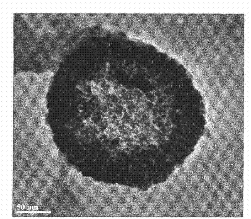 Preparation method of polypeptide-chitosan composite nanoparticles loaded with coenzyme Q10