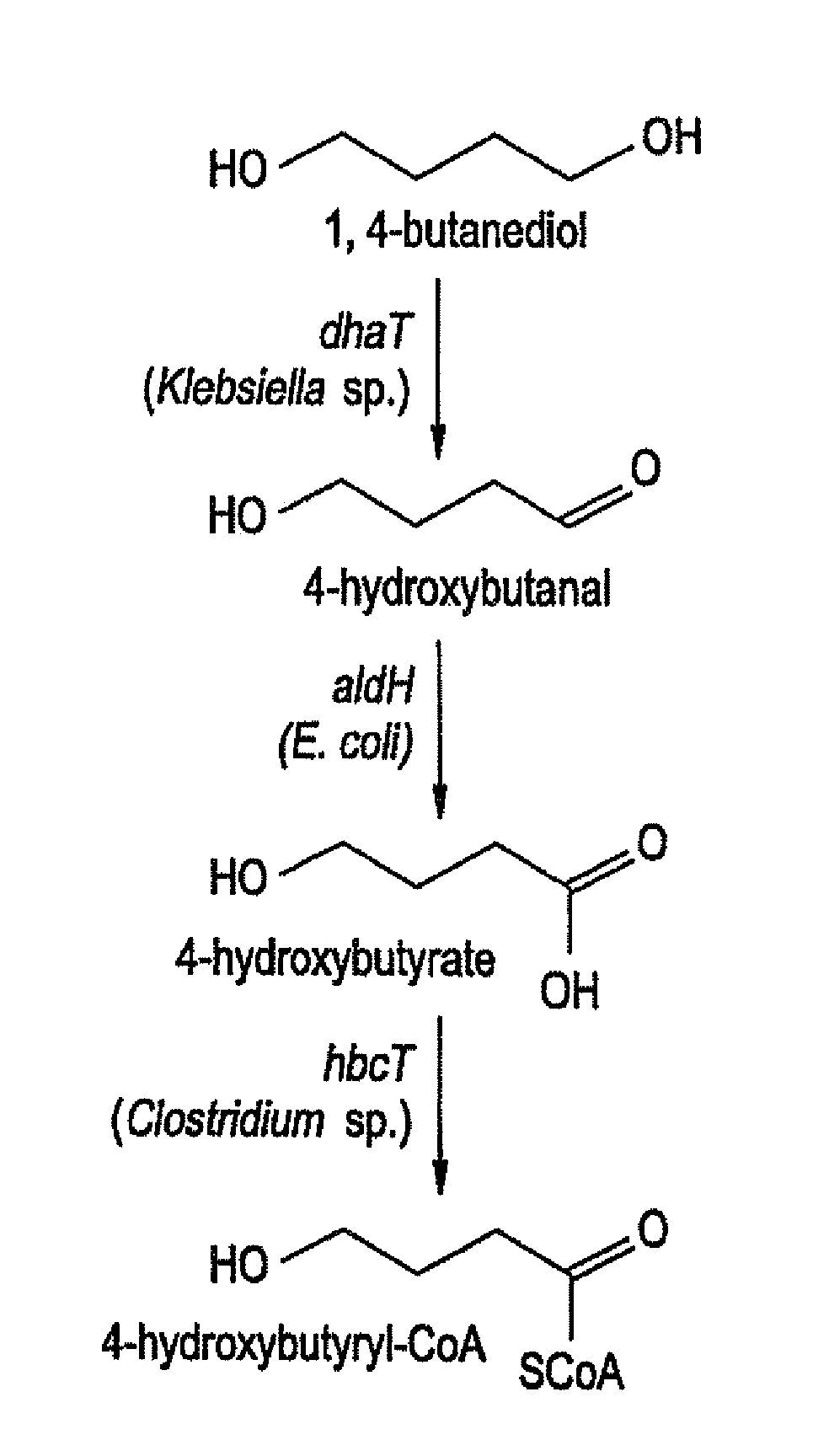 Production of polyhydroxyalkanoates from polyols