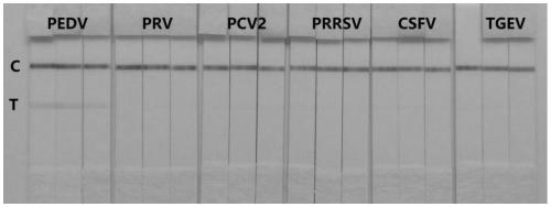 Hybridoma cells capable of secreting substances resisting PEDV (porcine epidemic diarrhea virus) monoclonal antibodies, monoclonal antibody and application