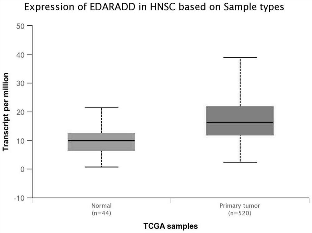 A kind of shrna that suppresses human edaradd gene expression, lentiviral vector and its construction method and application