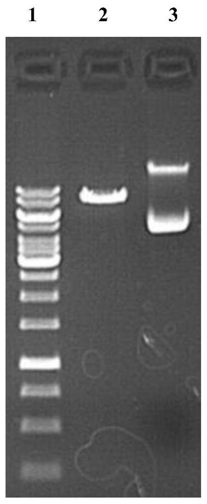 A kind of shrna that suppresses human edaradd gene expression, lentiviral vector and its construction method and application