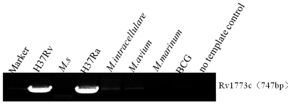 Application of rv1773c in the preparation of anti-mycobacterium tuberculosis infection medicine