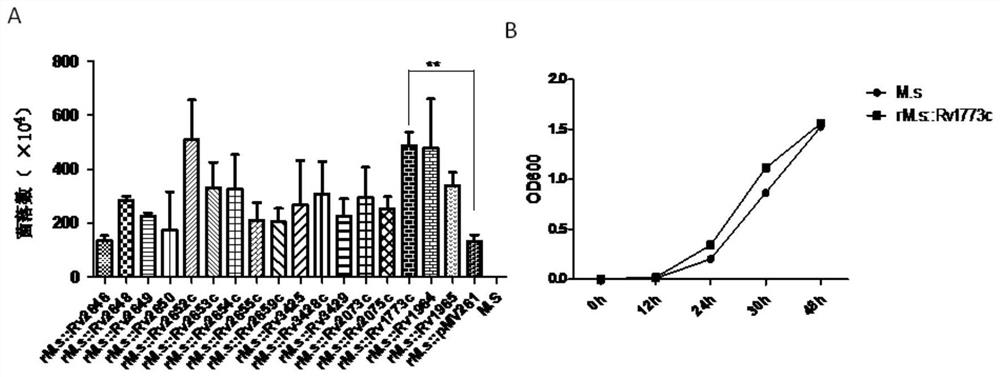 Application of rv1773c in the preparation of anti-mycobacterium tuberculosis infection medicine