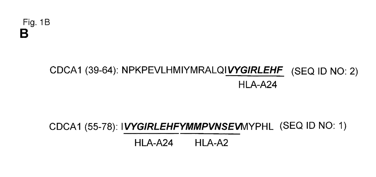 CDCA1 epitope peptides for Th1 cells and vaccines containing the same
