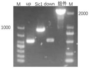 Sic1 gene knock-in saccharomyces cerevisiae genetically engineered bacterium as well as construction method and application thereof