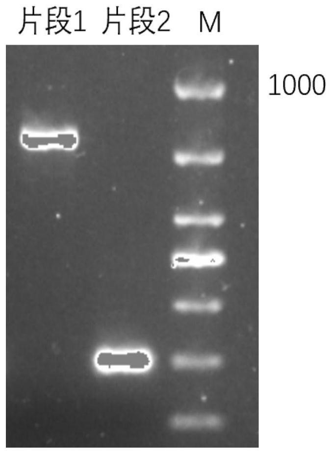 Sic1 gene knock-in saccharomyces cerevisiae genetically engineered bacterium as well as construction method and application thereof