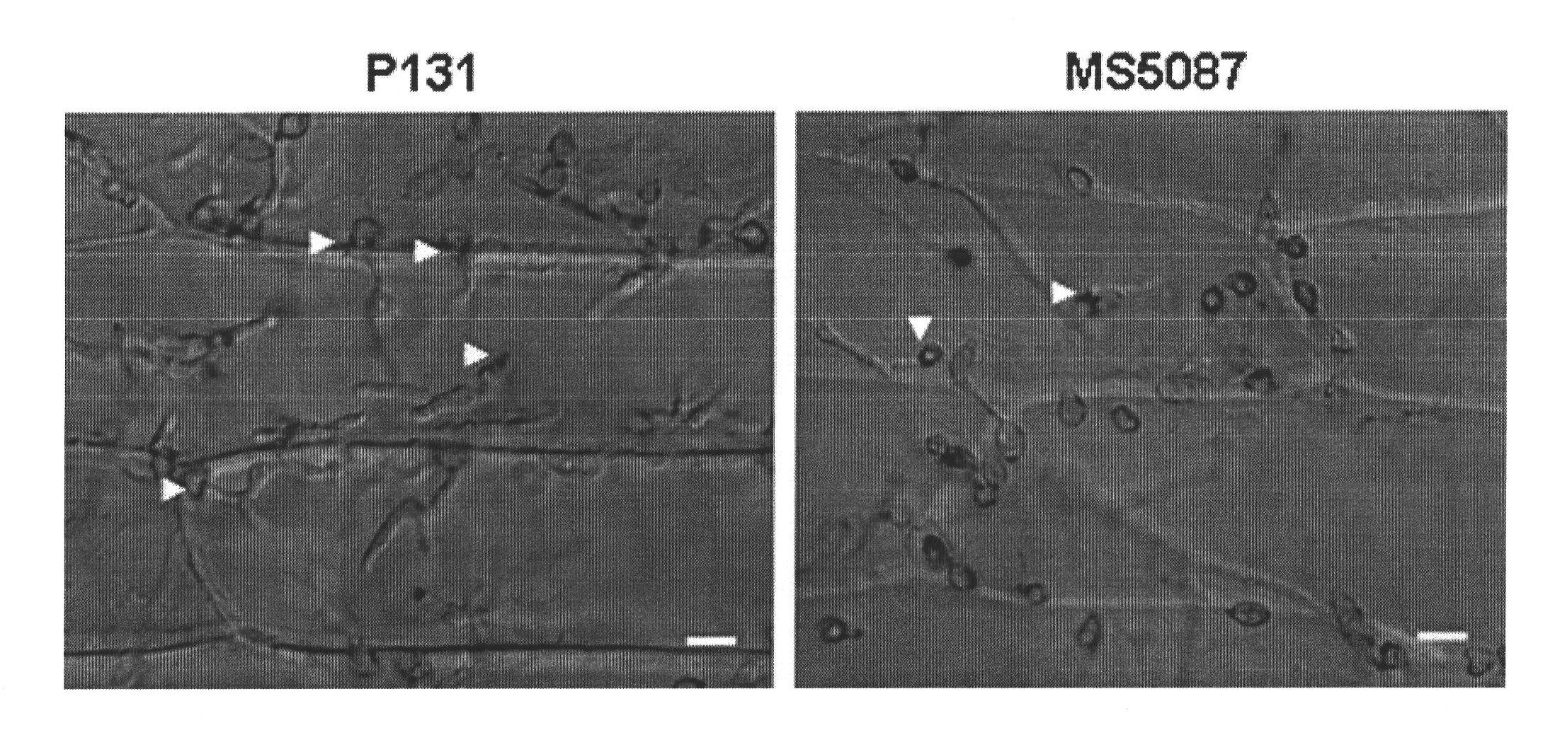 Magnaporthe grisea MoPPF3 gene and function and application of coding protein of magnaporthe grisea MoPPF3 gene