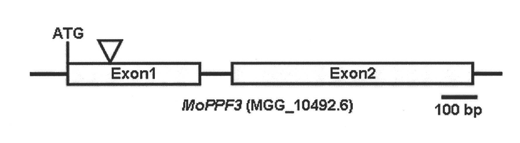 Magnaporthe grisea MoPPF3 gene and function and application of coding protein of magnaporthe grisea MoPPF3 gene