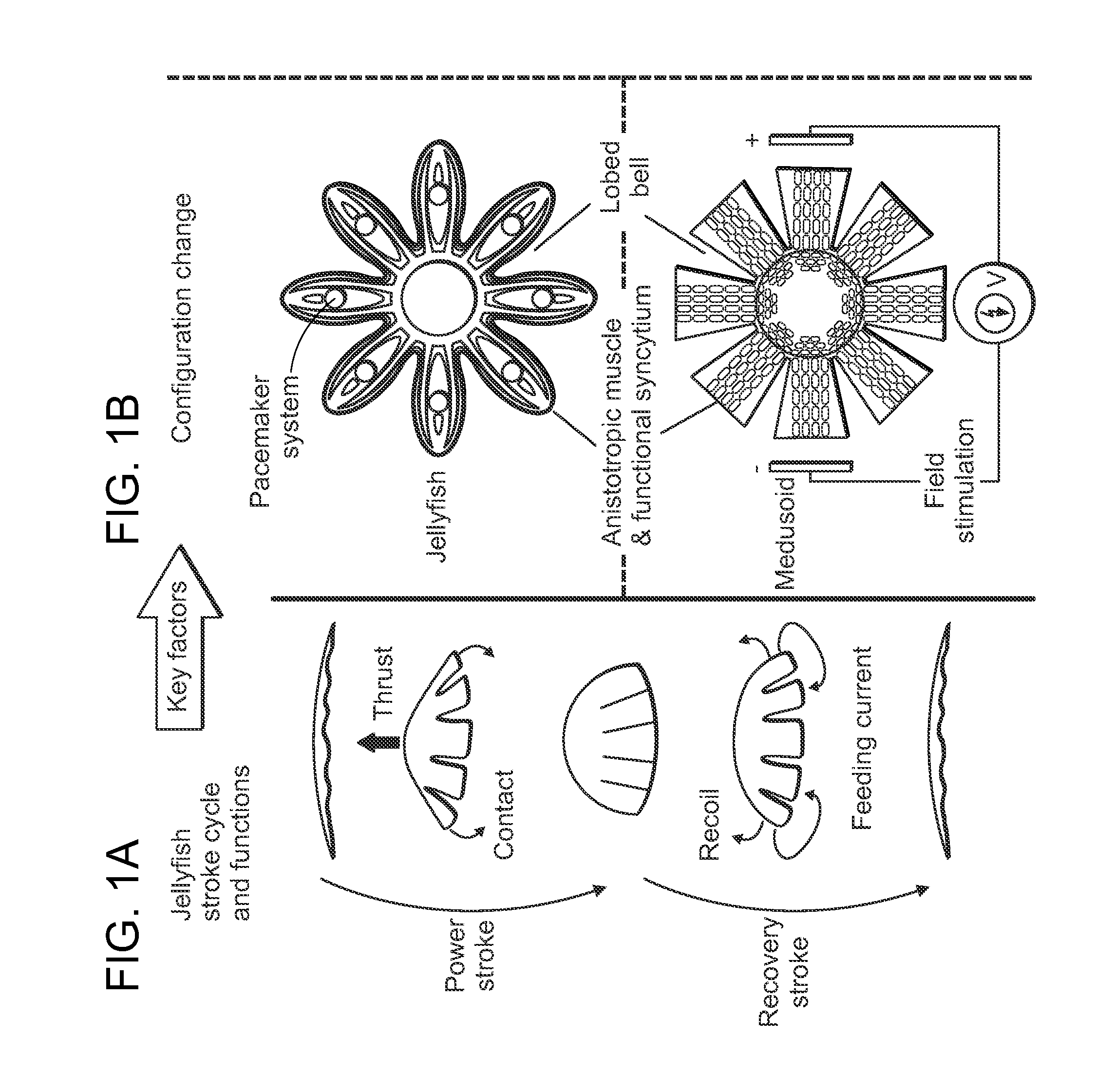 Tissue-engineered pumps and valves and uses thereof
