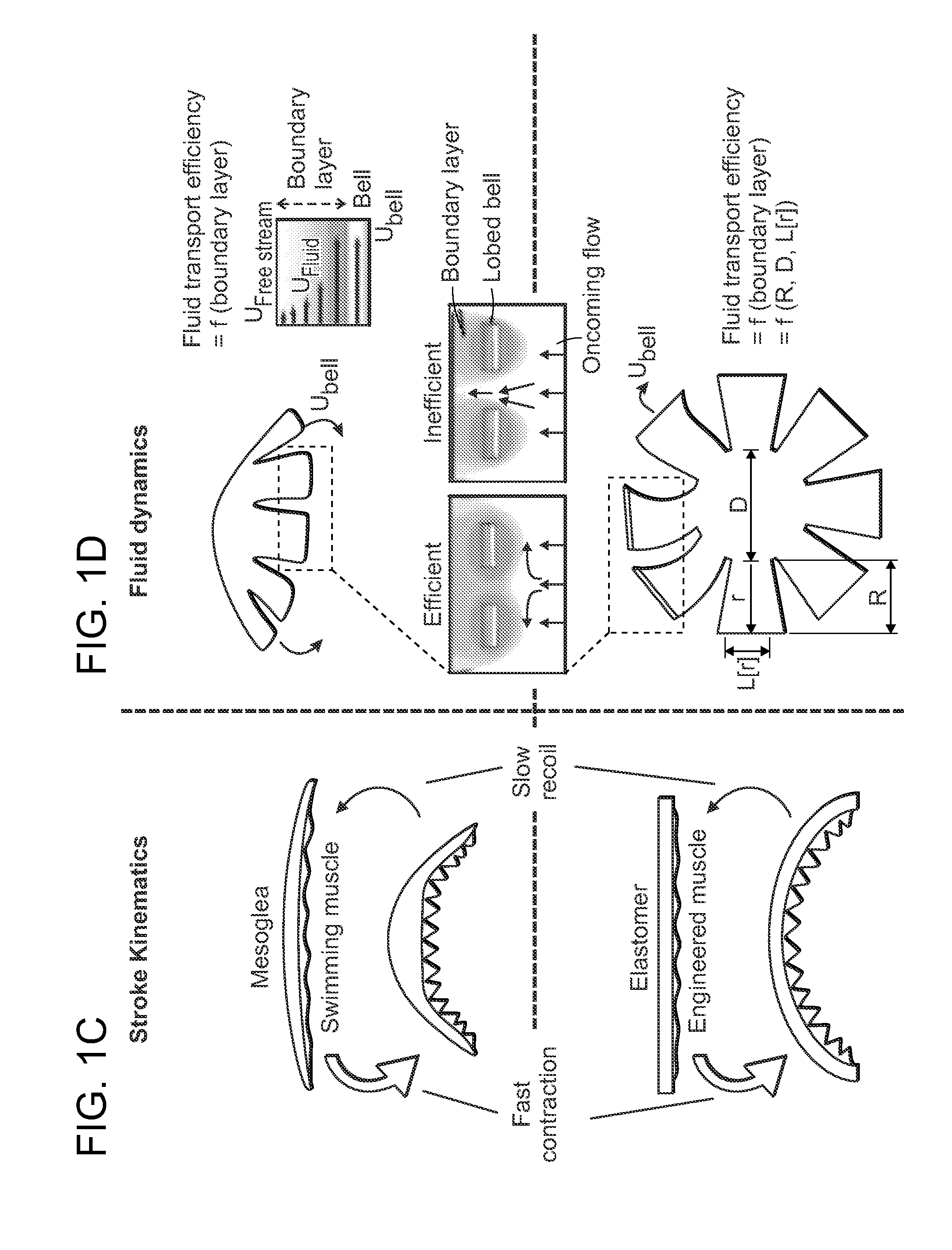Tissue-engineered pumps and valves and uses thereof