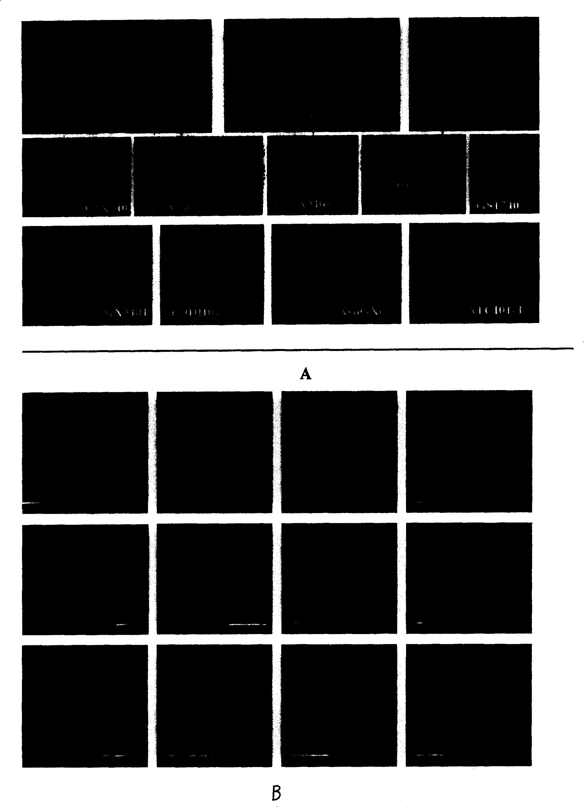 Fluorescence labeled cell agglutinin probe red tide biological detection reagent kit and detecting method thereof