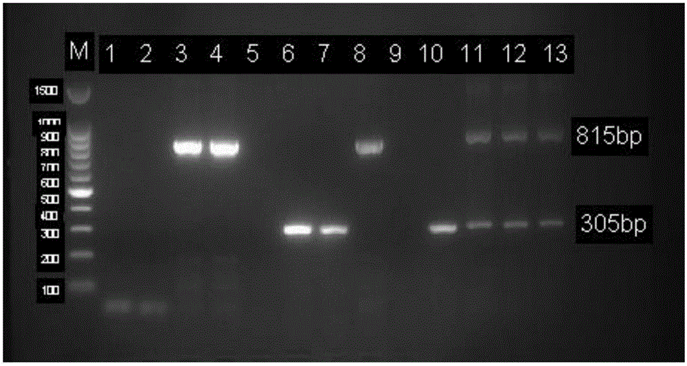 Composition and method for identifying pasteurella multocida and/or haemophilus parasuis