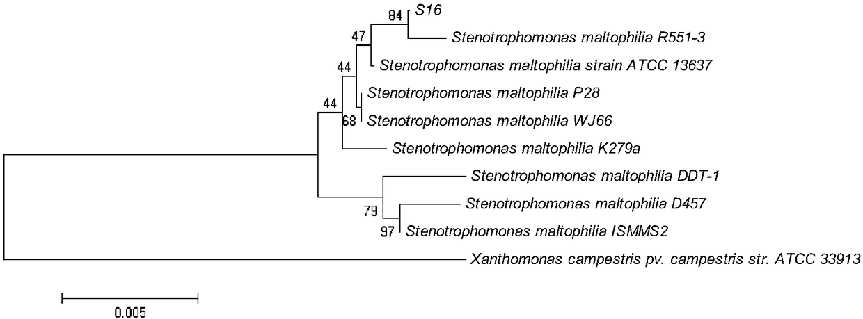 Stenotrophomonas maltophilia and wide-spectrum maltocin synthesized from Stenotrophomonas maltophilia and application thereof