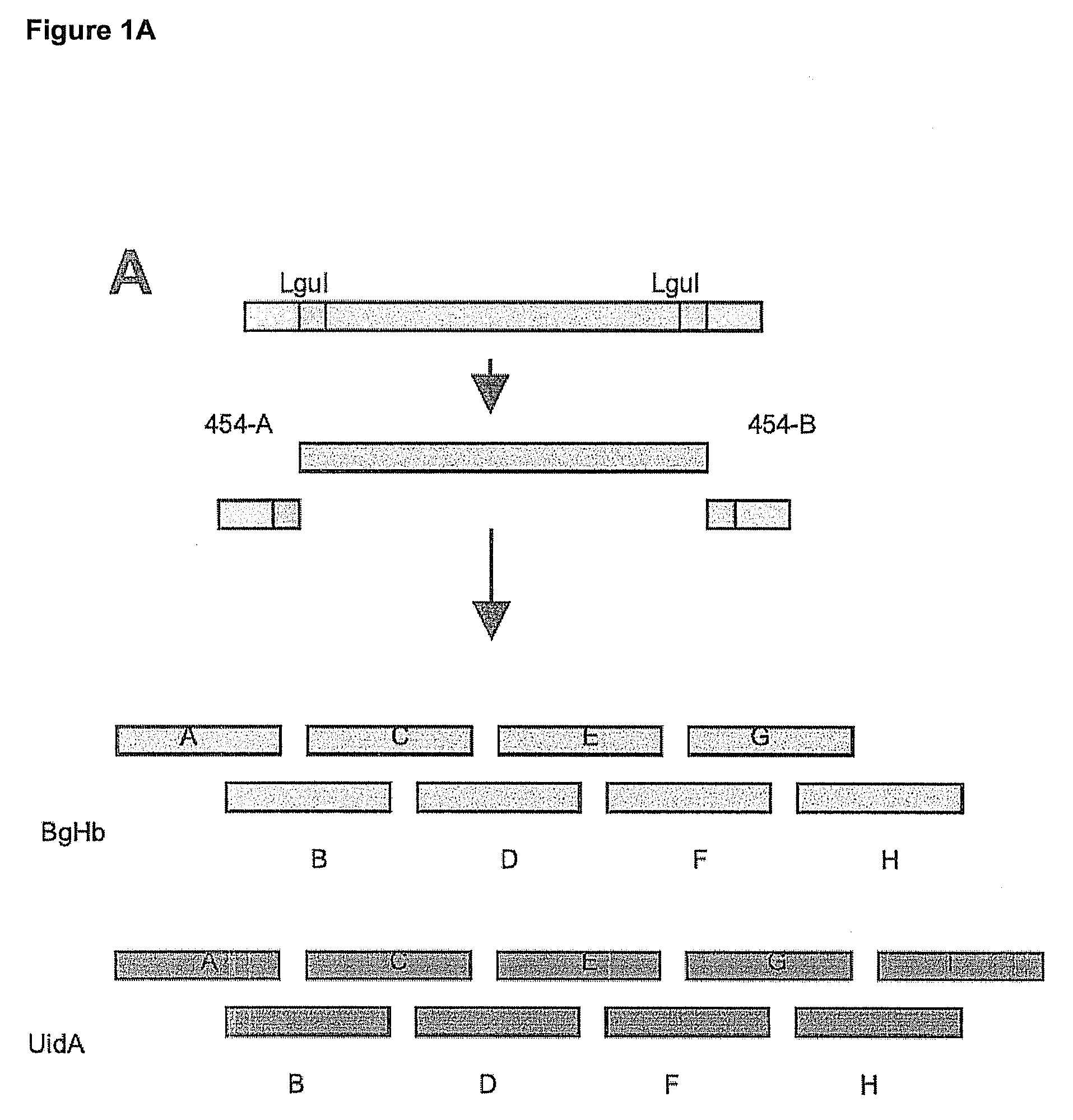 Synthesis of sequence-verified nucleic acids