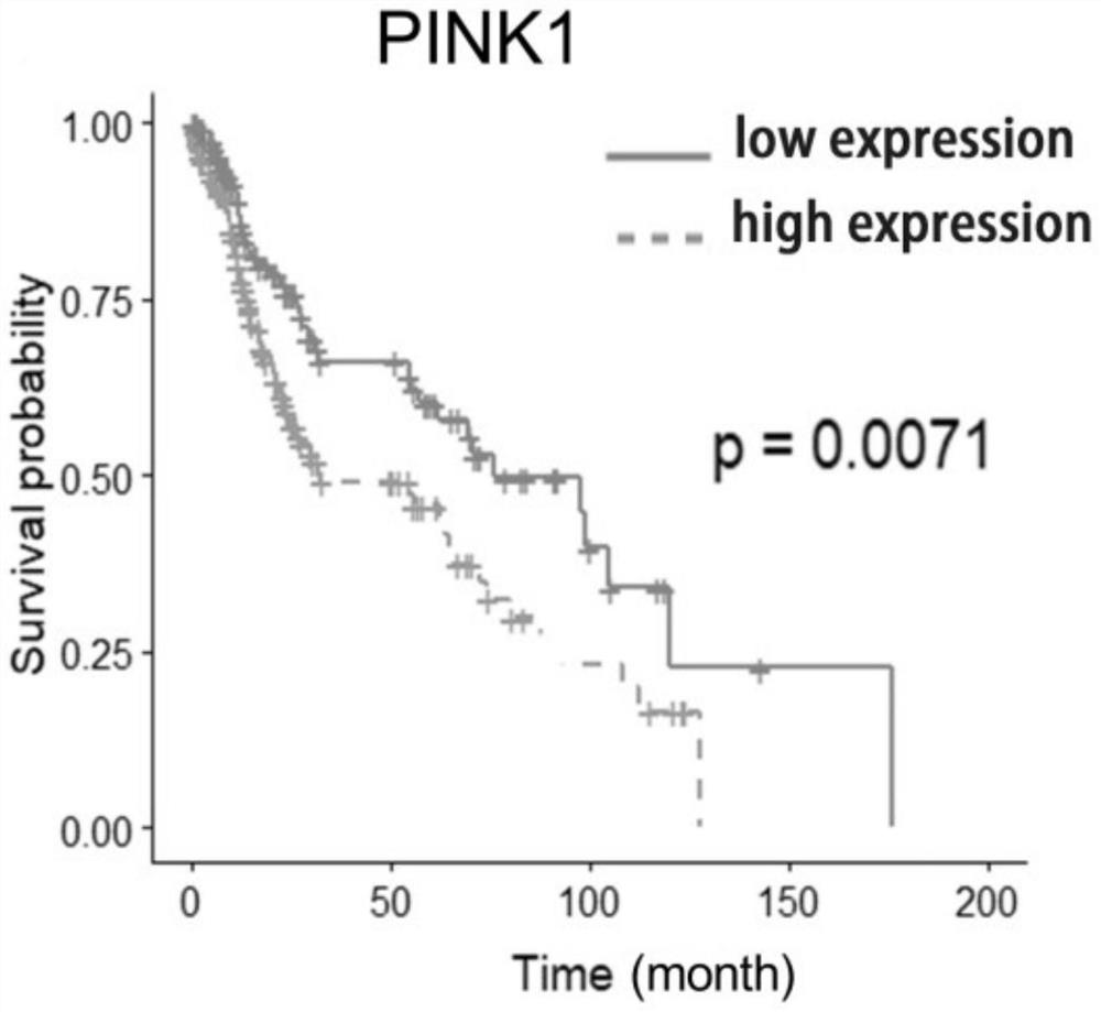 Application of PINK1 as diagnostic marker in construction of lung squamous cell carcinoma prognosis prediction model