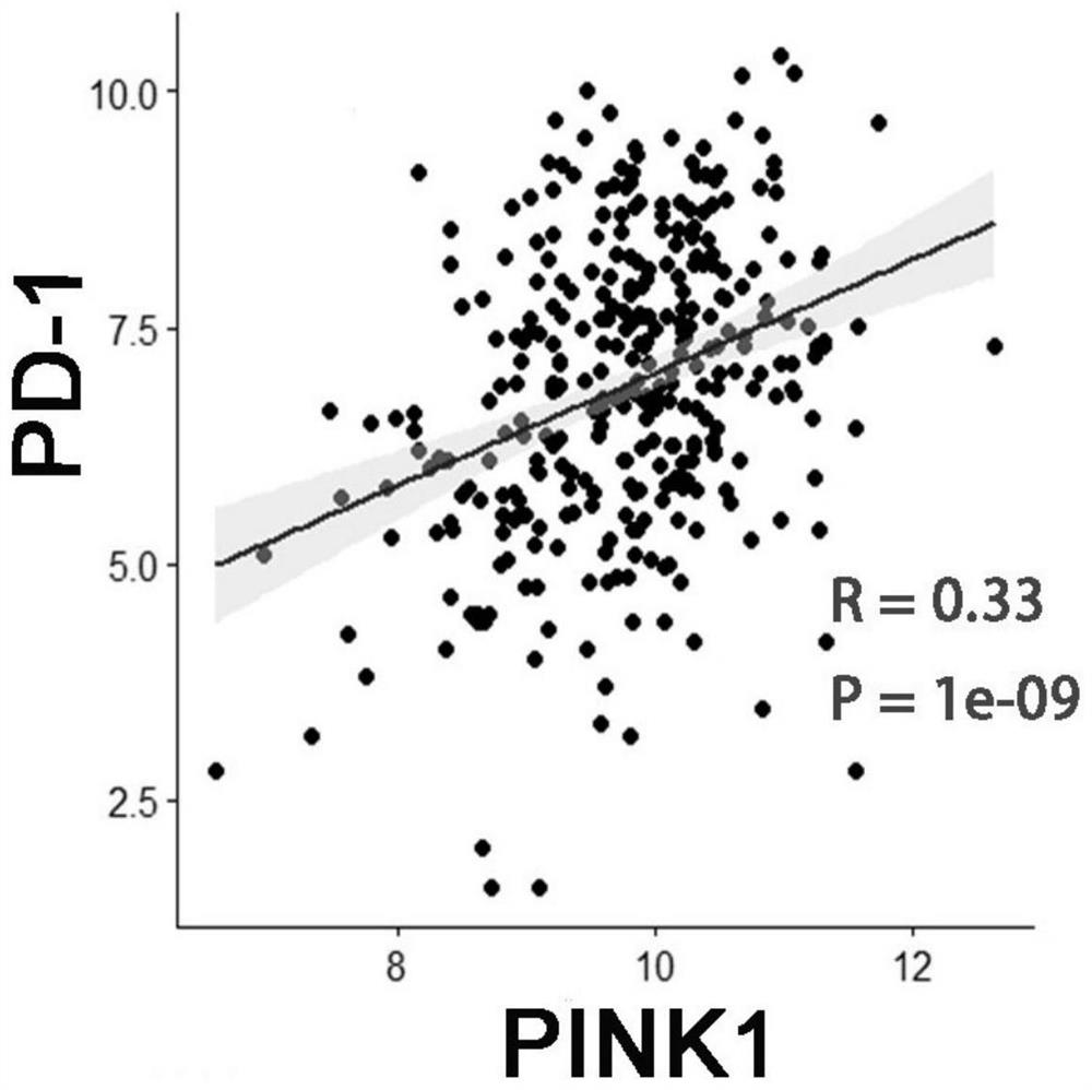 Application of PINK1 as diagnostic marker in construction of lung squamous cell carcinoma prognosis prediction model