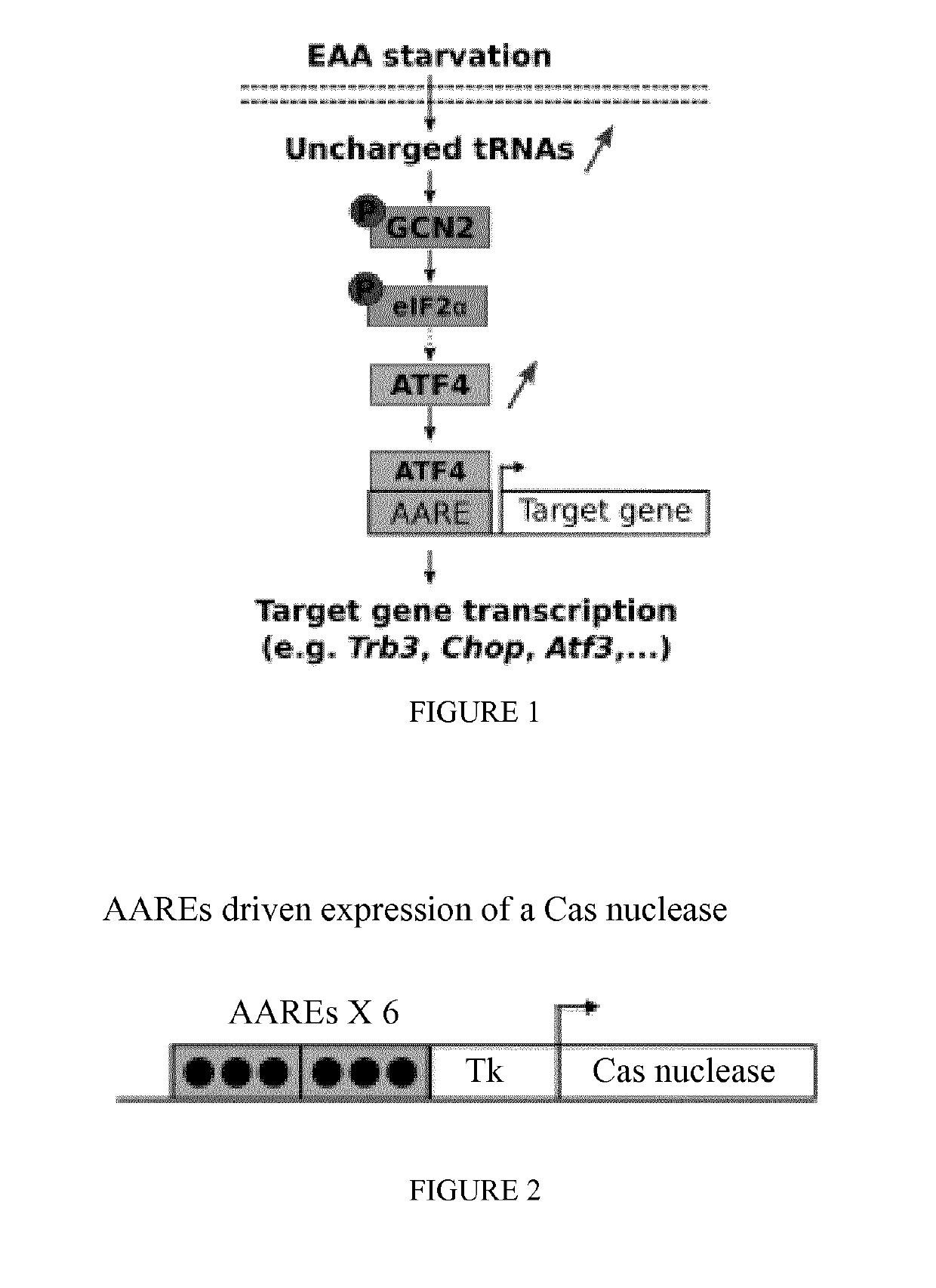 Diet controlled expression of a nucleic acid encoding cas9 nuclease and uses thereof