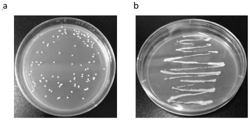 Preparation for inhibiting candida albicans