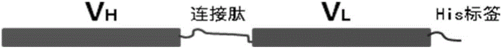 Fluorogenic quantitative detection test card for human C-reactive protein