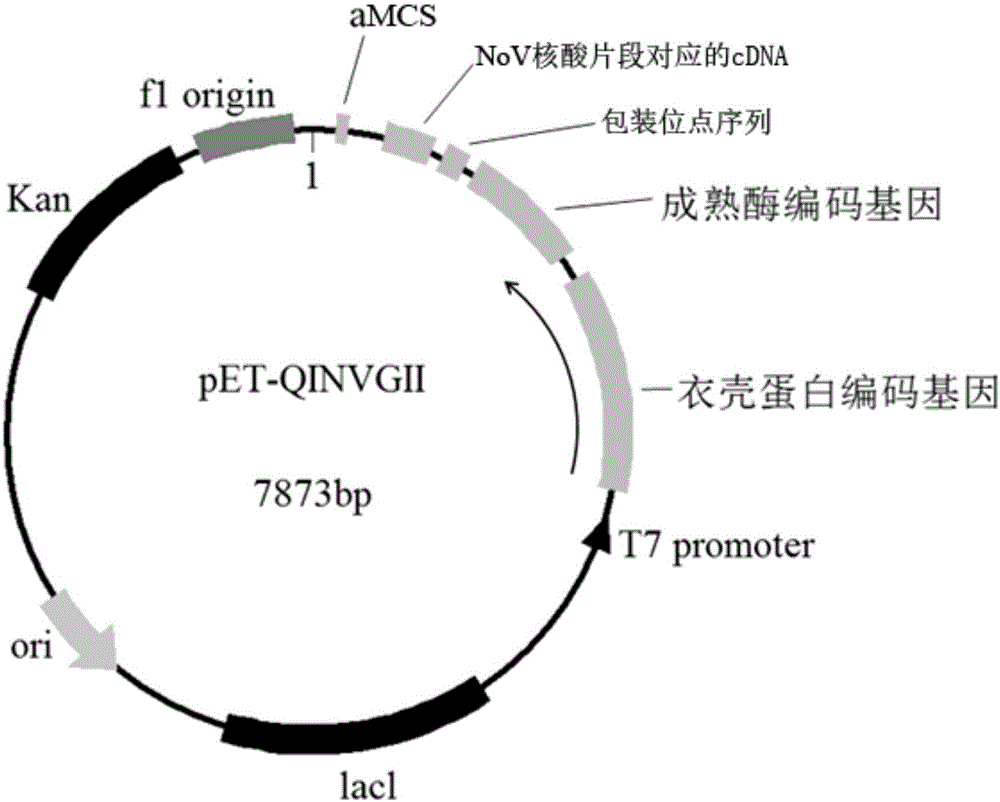 High-stability pseudoviral particles as well as plasmid vector and method for preparing pseudoviral particles