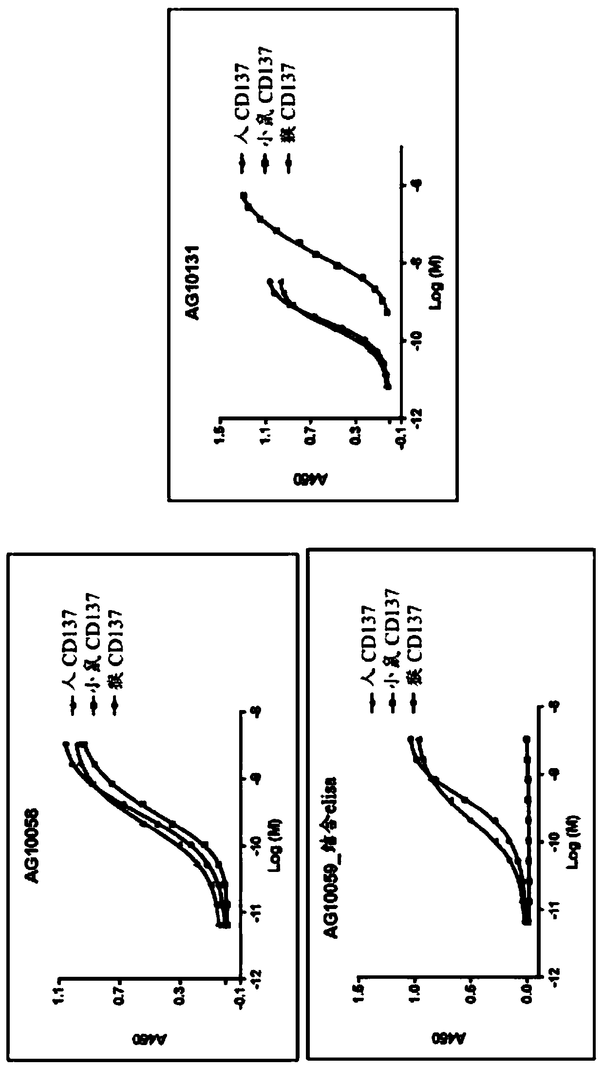 Anti-cd137 molecules and use thereof