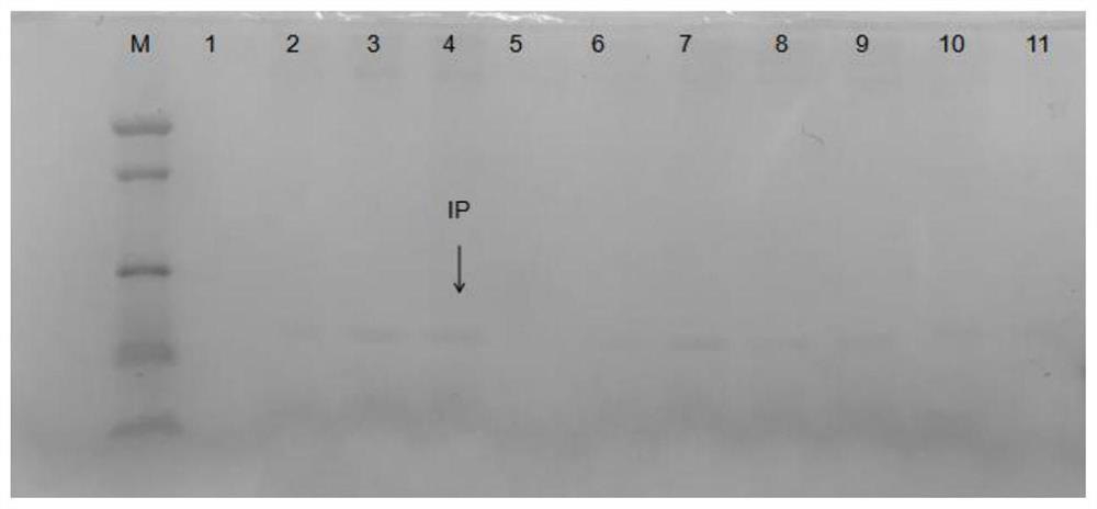 Genetically engineered bacterium for expressing insulin precursor, and preparation method and application of genetically engineered bacterium