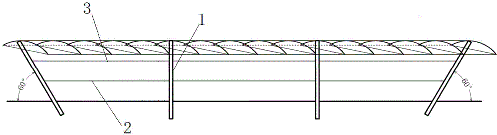 Grape cultivation method and special rack for cultivation method