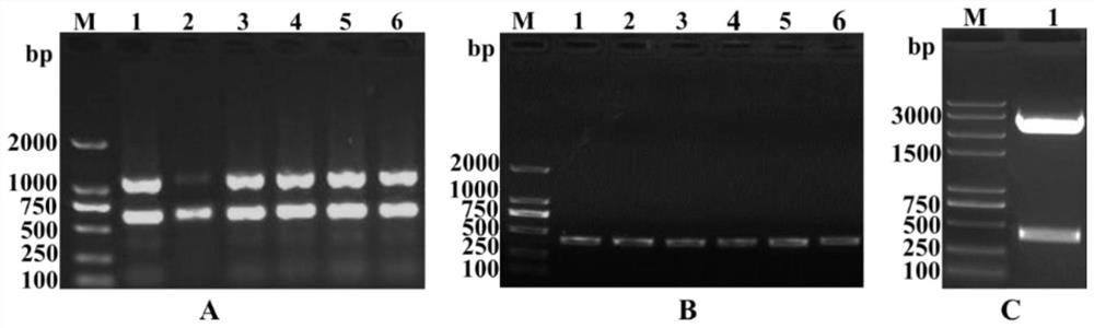 Nano antibody molecule targeting dendritic cells and application