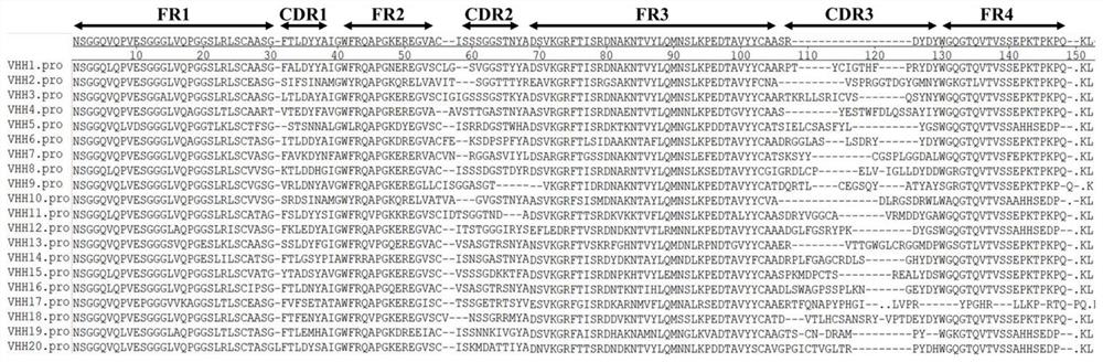 Nano antibody molecule targeting dendritic cells and application