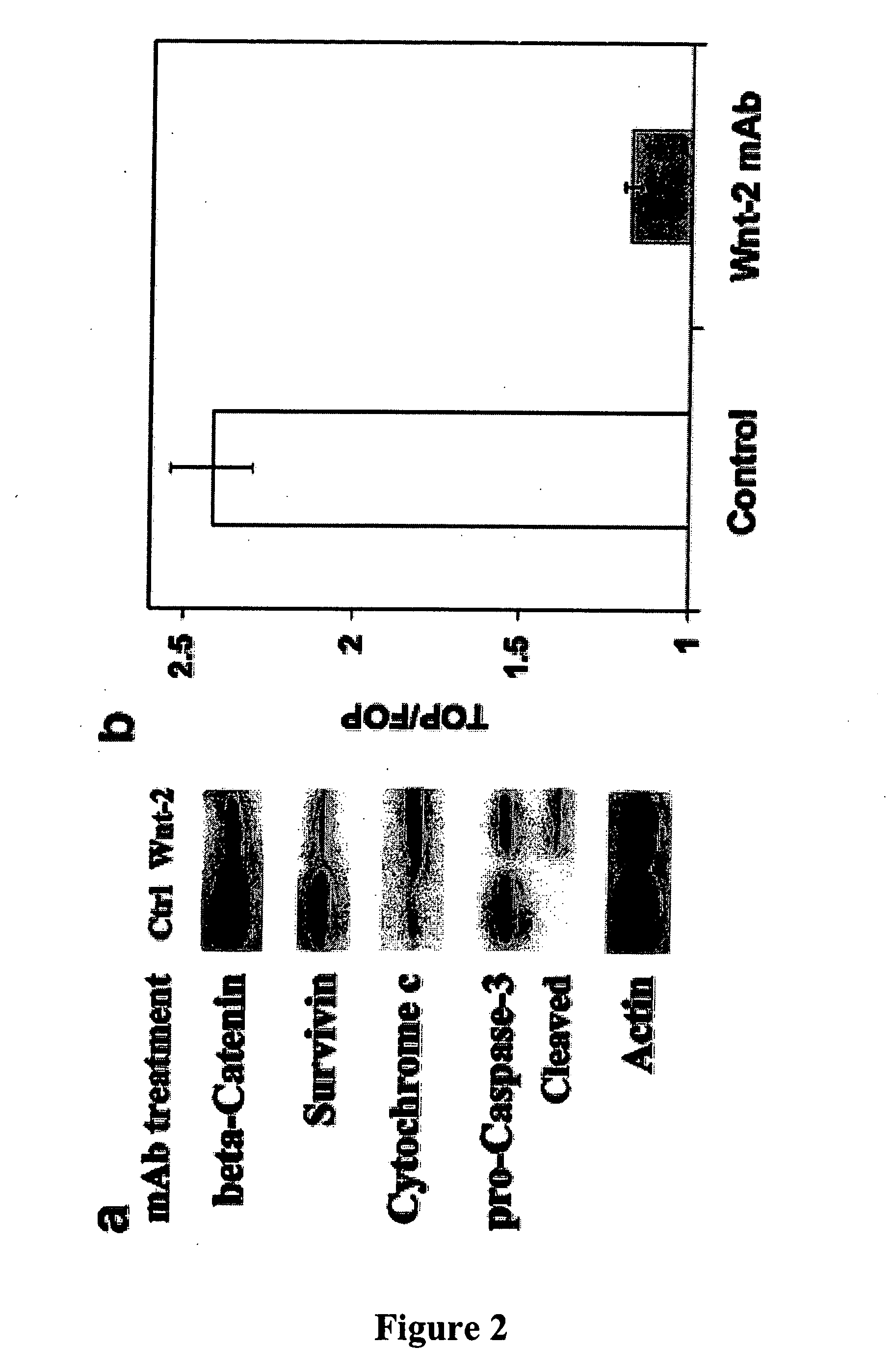 Methods for treating cancer using anti-Wnt2 monoclonal antibodies and siRNA