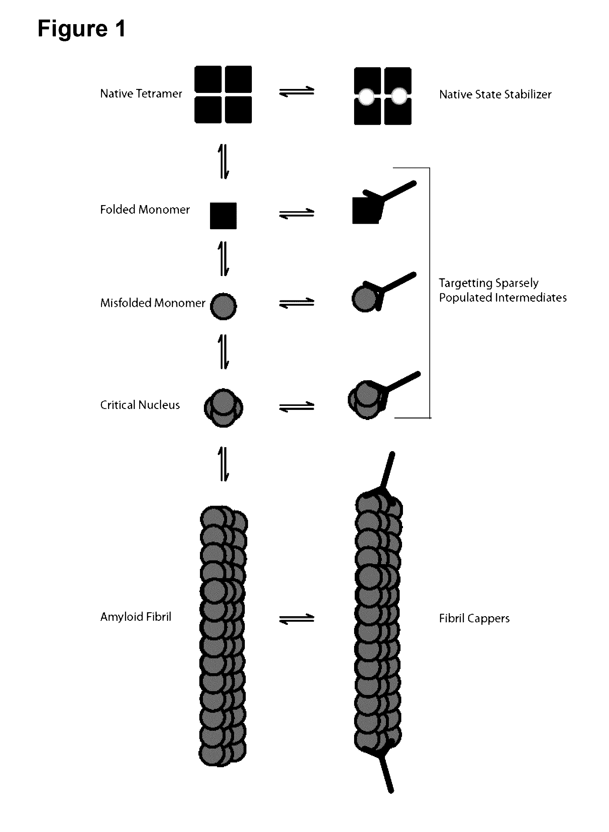 Antibodies to TTR and methods of use